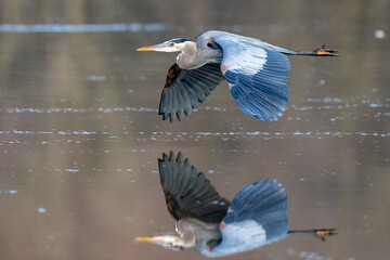 Great Blue Heron in Virginia - obrazy, fototapety, plakaty