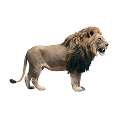 Wild lion side view lion cut out isolated on transparent background