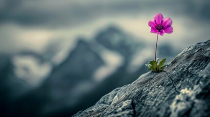  A solitary blossom sprouts from a crevice on a massive boulder, surrounded by towering peaks