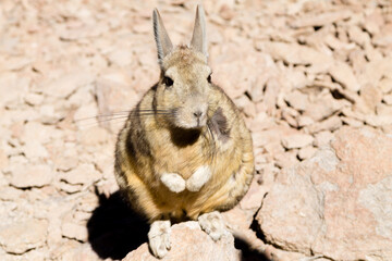 Southern viscacha close up,Bolivia