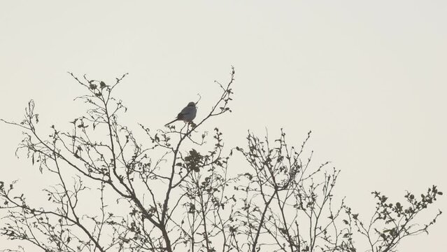 Silhouette of Great grey shrike perched on an early spring morning in rural Estonia, Northern Europe