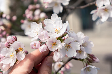 close up of woman's hand holding sakura branch with blossoms