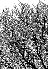 arboles, vector, silueta, paisaje, arbol, florecer, ramas, hojas, bosque, ilustracion, arte, naturaleza, descanso, follaje, textura