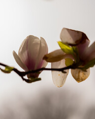 Magnolia tree blossom