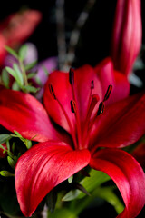 close up of red lily