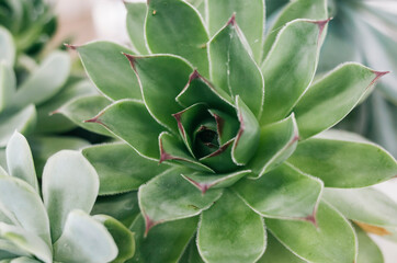 succulent plant in the garden