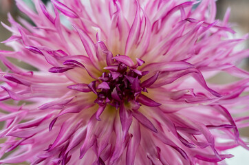 close up of pink dahlia