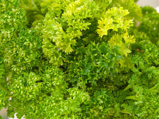 Closeup of a bouquet of parsley, showing the leaf texture - obrazy, fototapety, plakaty