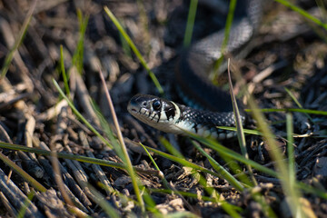 grass snake in grass