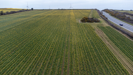 Daffodil field