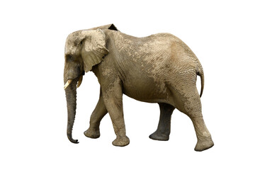 Obraz premium African bush elephant isolated on the transparent background