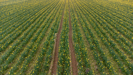 Tracks through daffodils 