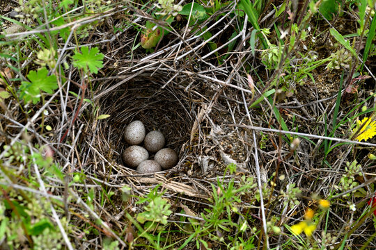 Nest mit Eiern einer Heidelerche (Lullula arborea) // Nest with eggs of the Woodlark (Lullula arborea) 