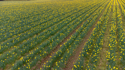 Tracks through daffodils 