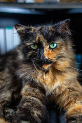 Tortoiseshell cat close up