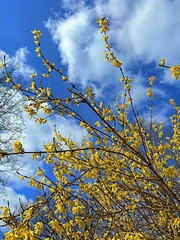 yellow forsythia flowers on a background of blue sky with clouds