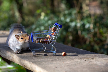 Squirrel with shopping cart of nuts