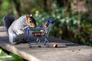Squirrel with shopping cart of nuts