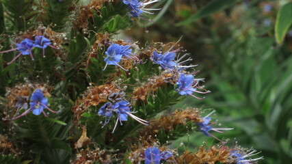 Blue viper's bugloss in bloom in the sun