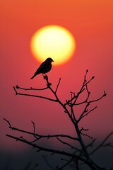 Bird Silhouetted on Tree Branch at Sunset