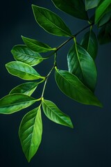Lush Green Leaves on Tree Branch