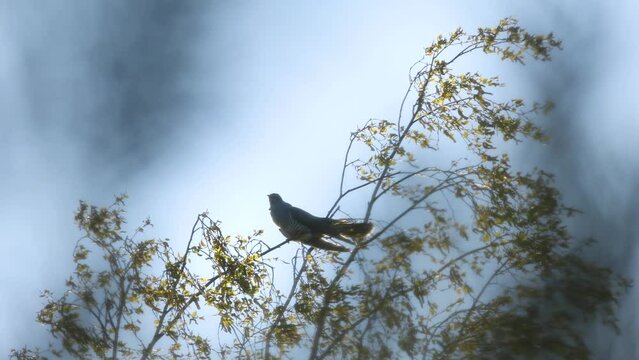 Common cuckoo perched in a tree top and singing during a late spring day in Estonia, Northern Europe