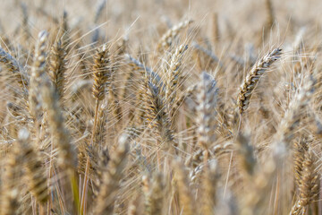 Fototapeta premium Golden Wheat Field Close-Up on Sunny Day