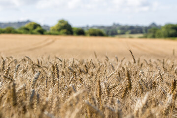 Golden Wheat Field Under Sunny Sky With Trees