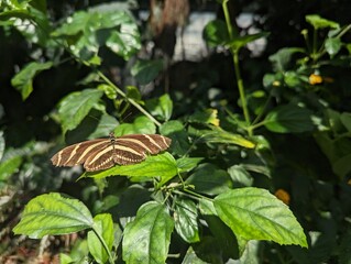 Butterfly on a plant, sunlight, leaves