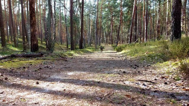 Slow motion - a dog running along a forest path.