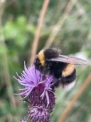 Bumble bee