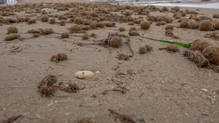 Bolas o pelotas de mar , formadas por las hojas de la posidonia muertas , playas de Alicante, Valencia, España