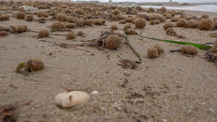 Fototapeta na wymiar Bolas o pelotas de mar , formadas por las hojas de la posidonia muertas , playas de Alicante, Valencia, España
