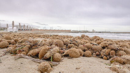 Bolas o pelotas de mar , formadas por las hojas de la posidonia muertas , playas de Alicante,...
