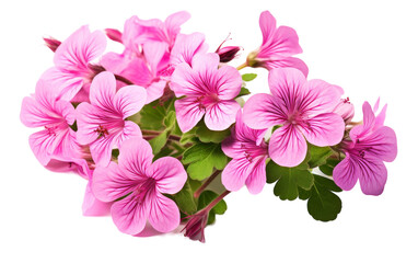 A beautiful bunch of pink flowers scattered on a pristine white background