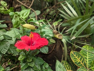 Red flower in bloom with leaves