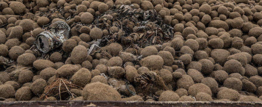 Bolas o pelotas de mar , formadas por las hojas de la posidonia muertas , playas de Alicante, Valencia, España