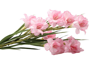 A cluster of delicate pink flowers blooming against a pure white backdrop