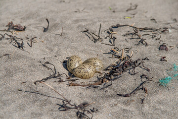Seagull eggs laid on the sand beach under open air