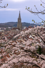 The Swiss old town center of Bern and its Munster church tower with Japanese sakura blossoms in foreground (focus stacked)