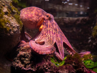 A reddish-brown octopus on a rock  © Costy