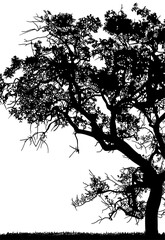 arboles, vector, silueta, paisaje, arbol, florecer, ramas, hojas, bosque, ilustracion, arte, naturaleza, descanso, follaje, textura