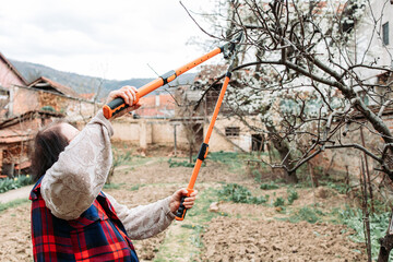 Elderly woman pruning apple branches. Spring time