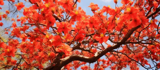Fototapeten A closeup of a deciduous tree with red flowers on its twigs against a clear blue sky, creating a beautiful natural landscape with a pop of color © AkuAku