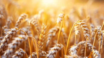  A wheat field under the sunlight