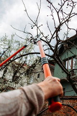 Close-up of pruning scissors pruning apple bunches