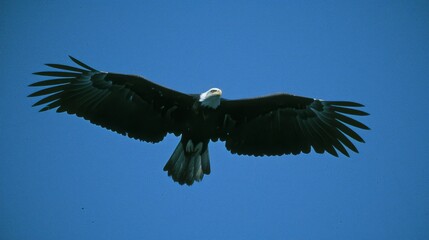 Obraz premium A majestic black-and-white bird soars through the vast blue sky, its wings magnificently spread apart