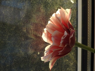 the red and white tulip flower and the dirty window