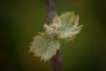 Naklejka premium Vine sprout. Bud on the grape branch in a wine yeard