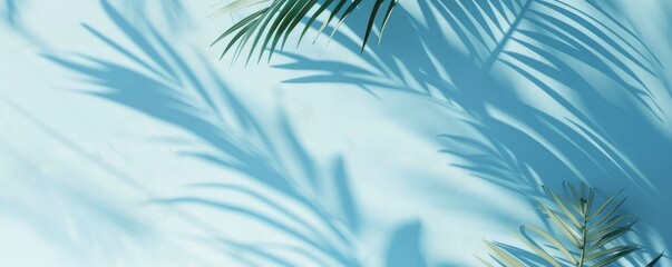 A glorious palm trees shadows with light blue background